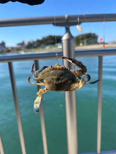 カニの釣果