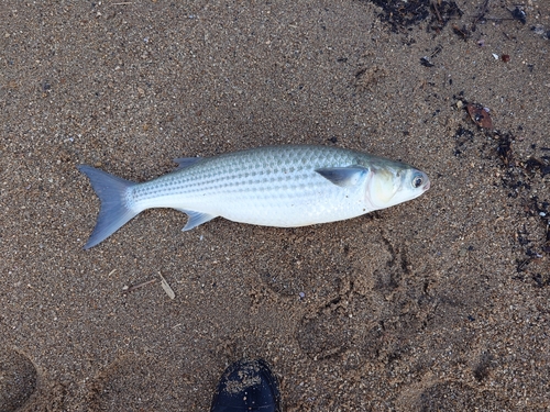 ボラの釣果