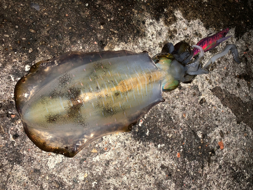 アオリイカの釣果