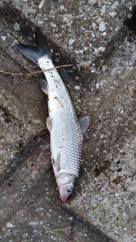 ニゴイの釣果