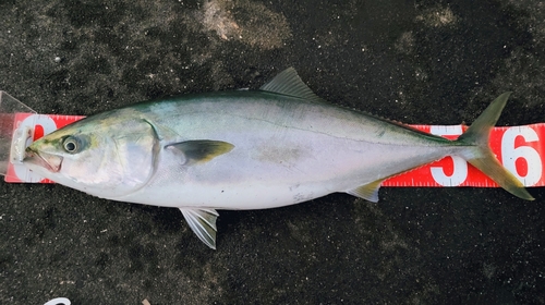 ワラサの釣果