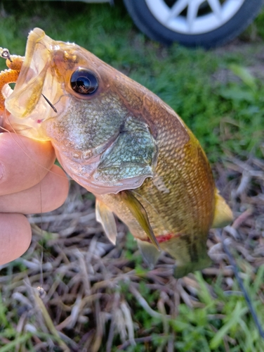 ラージマウスバスの釣果