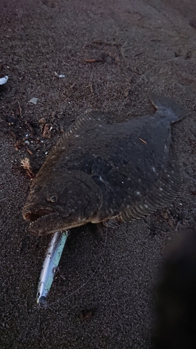 ヒラメの釣果