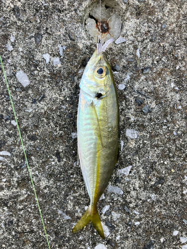 マアジの釣果