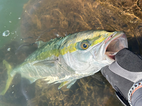 ハマチの釣果