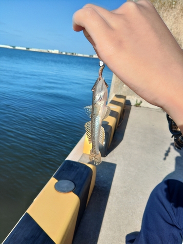 マハゼの釣果