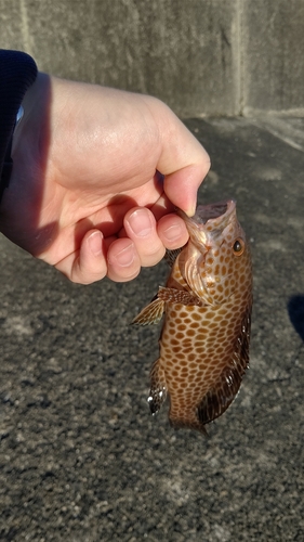 オオモンハタの釣果