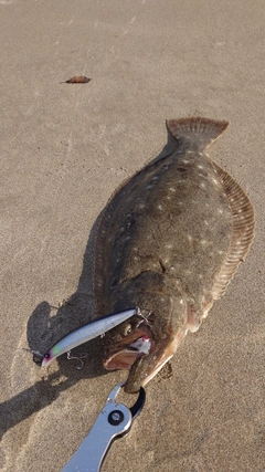 ヒラメの釣果