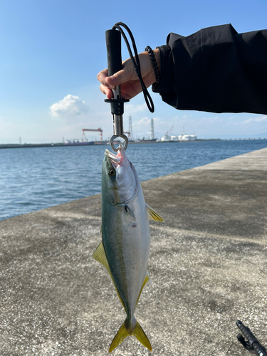 ハマチの釣果