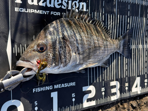 チヌの釣果