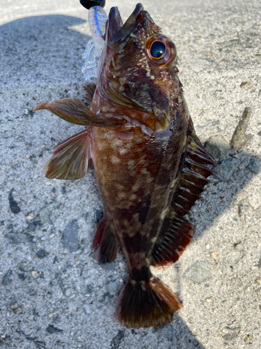 カサゴの釣果