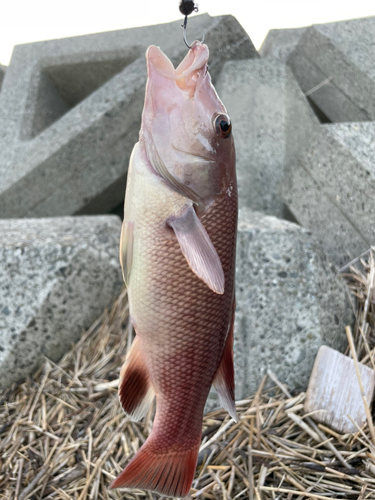 コブダイの釣果