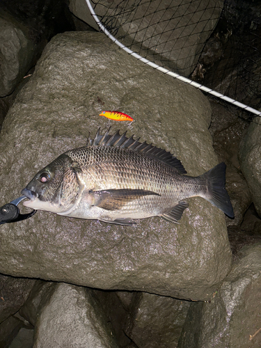 クロダイの釣果