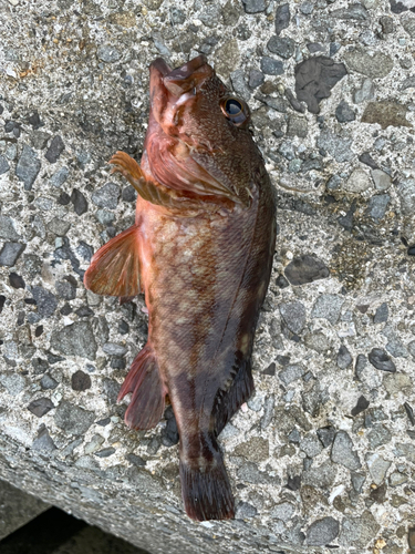 カサゴの釣果