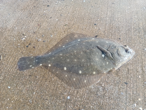 カレイの釣果