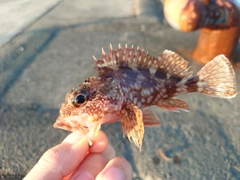 カサゴの釣果