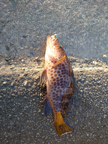 オオモンハタの釣果