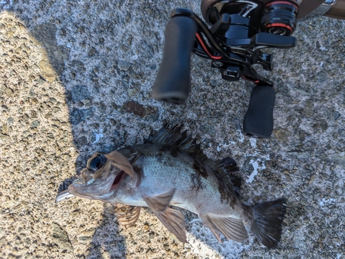 メバルの釣果