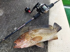 オオモンハタの釣果