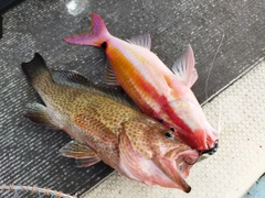 オオモンハタの釣果