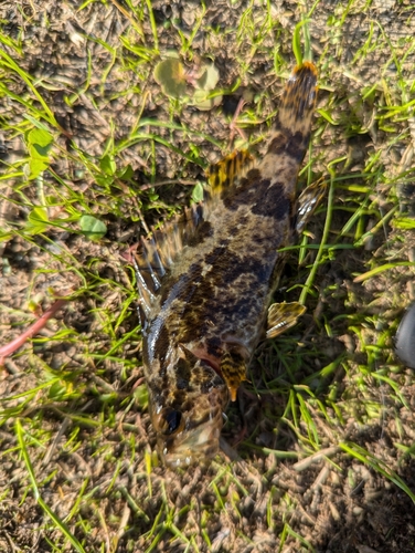 タケノコメバルの釣果