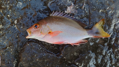 ヒメフエダイの釣果