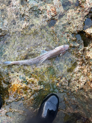 エソの釣果