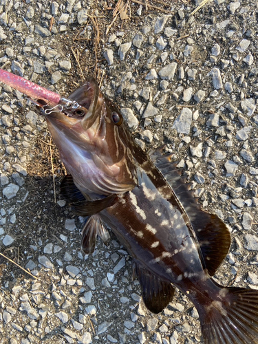 マハタの釣果