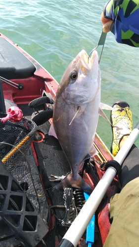 ショゴの釣果