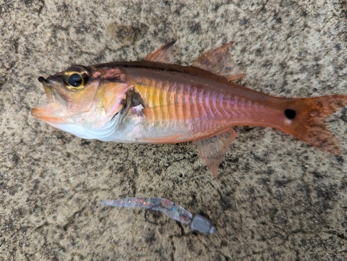 ネンブツダイの釣果