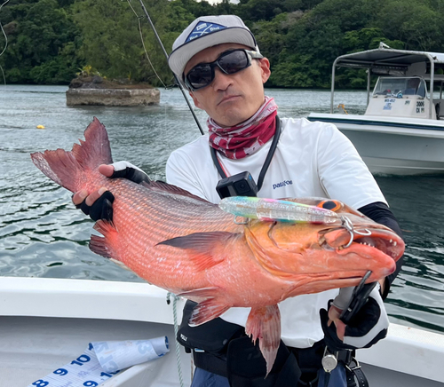 バラフエダイの釣果