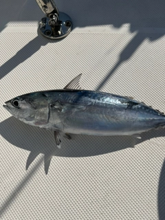 ソウダガツオの釣果