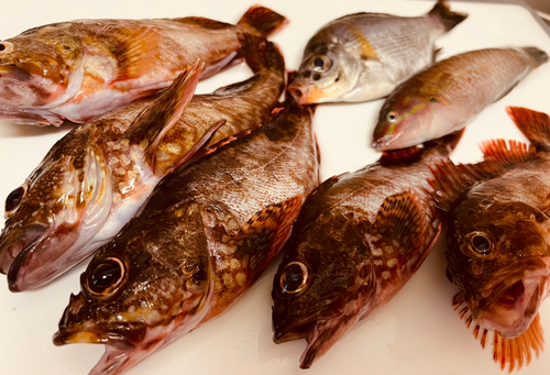 タカノハダイの釣果