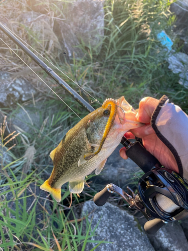 ブラックバスの釣果