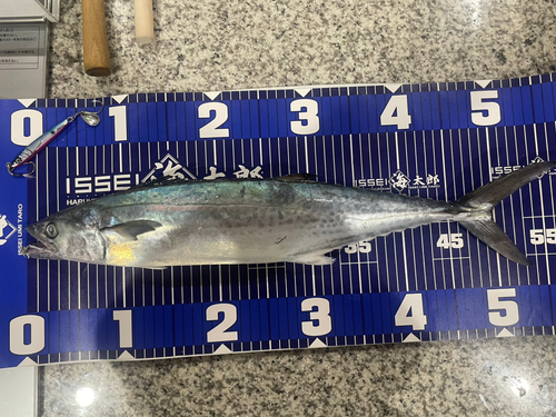 サゴシの釣果