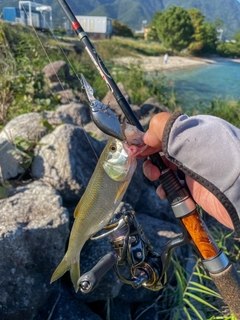 ハスの釣果