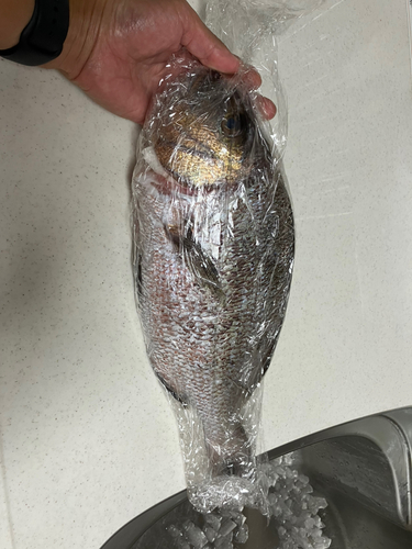 タイの釣果