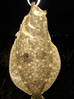 ヒラメの釣果