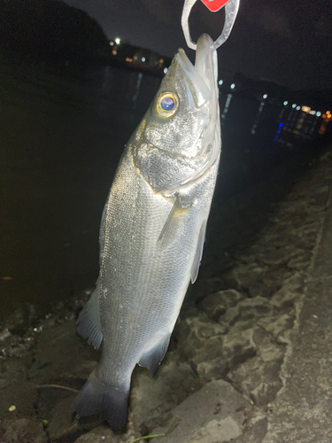 ヒラスズキの釣果