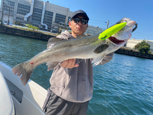 シーバスの釣果