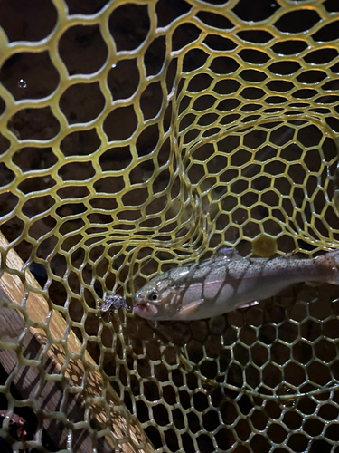 ニジマスの釣果