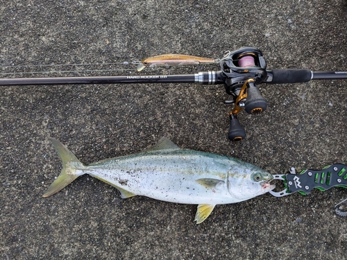 イナダの釣果