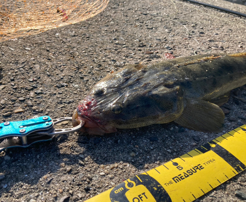 マゴチの釣果