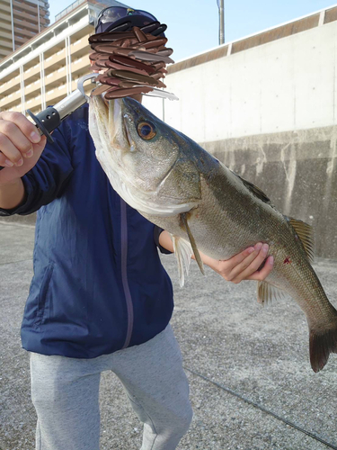 シーバスの釣果