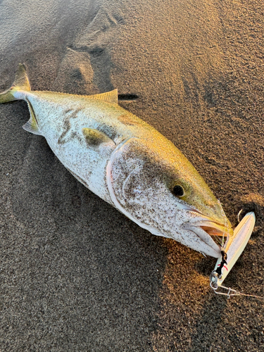 ワカシの釣果