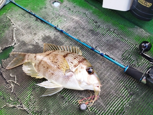 メイチダイの釣果