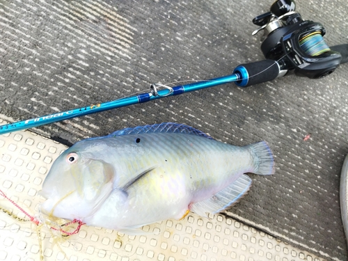 テンスの釣果