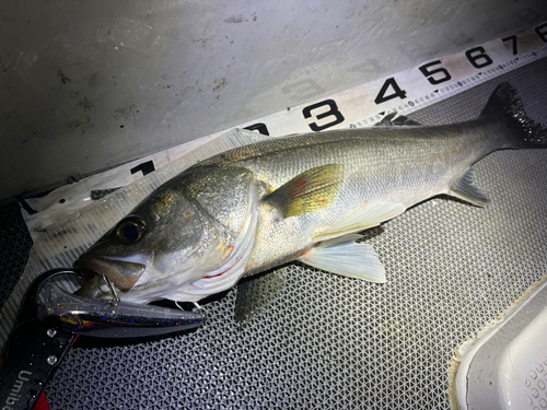 シーバスの釣果