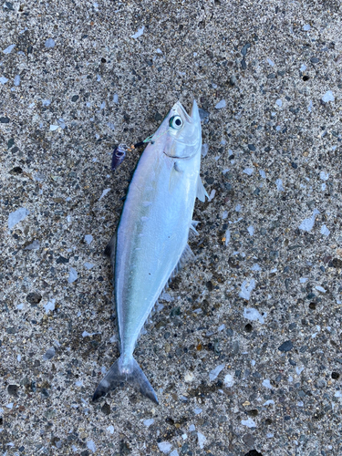 イケカツオの釣果