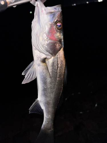 セイゴ（ヒラスズキ）の釣果